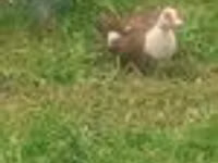 Turkeys — foto 3