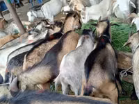 公山羊, Goats — 照片 4