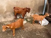 Kozy (partia, płeć nieokreślona), Kozy — zdjęcie 2