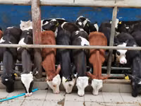 Bull, Simmental cattle — photo 3