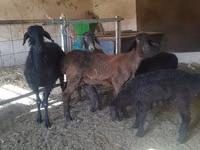 Ovce, Hissar sheep — foto 1
