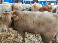 Cattle (batch, sex not specified), Belgian Blue — photo 6