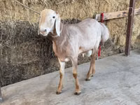Ram, Arashan sheep — photo 8