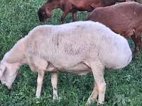 Sheep, Sheep — photo 2