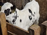 Cattle (batch, sex not specified), Simmental cattle — photo 7