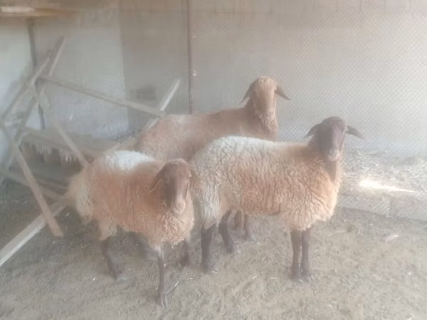 Sheep, Sheep — Azerbaijan