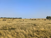 Sheep, Sheep — photo 2
