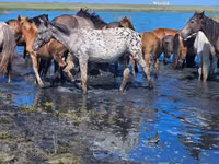 Ngựa (lô, chưa xác định giới tính), Mugalzhar horse — ảnh 6