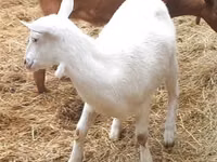 แพะตัวเมีย, Alpine goat — รูปภาพ 2