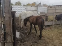 Kuda betina, Horses — foto 3