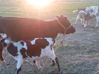 Krowa, Russian Black pied cattle — zdjęcie 6