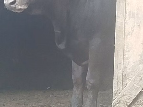 Bull, Aberdeen-Angus — Kazakhstan