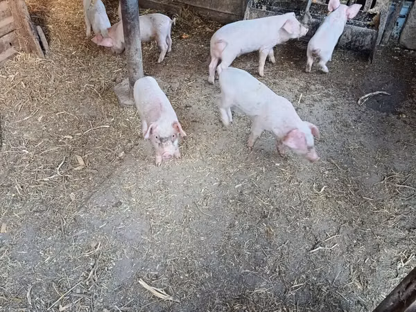 Pigs (batch, sex not specified), Pigs — Kyrgyzstan