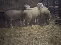 公羊, Ile-de-France sheep — 照片 2