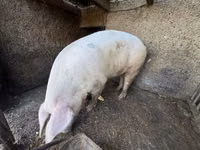 Boar, Pigs — photo 1