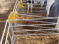 Buğa, Swiss cattle — foto 3