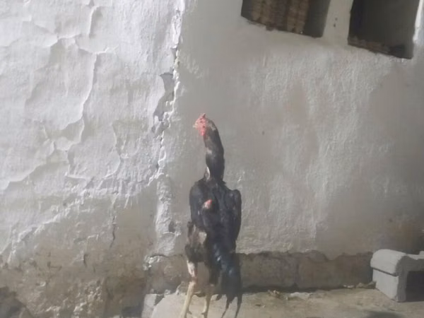 Chickens — Kyrgyzstan