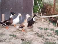 Ducks — عکس 4