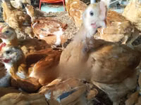 Chickens — ছবি 3