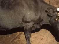 Krowa, Russian Black pied cattle — zdjęcie 2