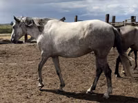 مادیان, Orlov Trotter — عکس 2
