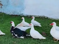Өрдөктөр — сүрөт 4