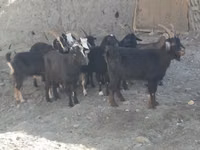 Goat, Goats — photo 1