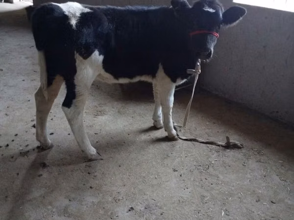 گائے, Russian Black pied cattle