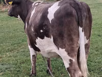 Cow, Cattle — photo 5