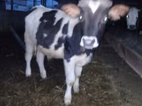 Бұқа, Russian Black pied cattle — 1-сурет