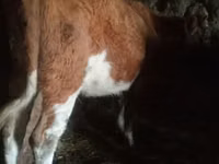 Bò đực, Russian Black pied cattle — ảnh 3