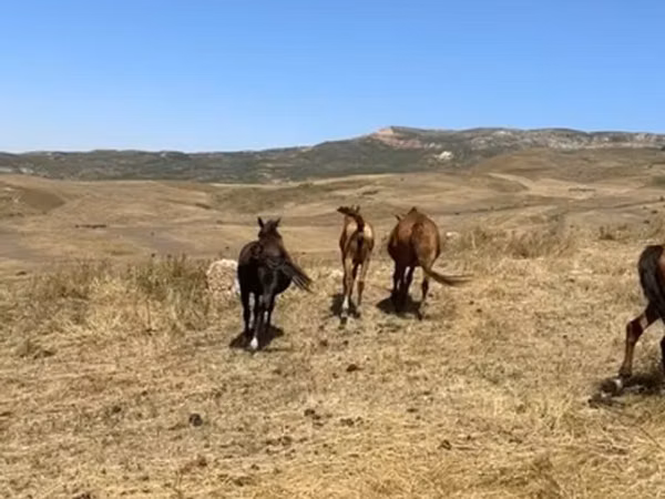 Cavalla, Cavalli — Kirghizistan
