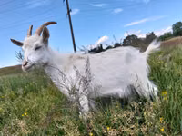 Koza, Saanen goat — foto 3
