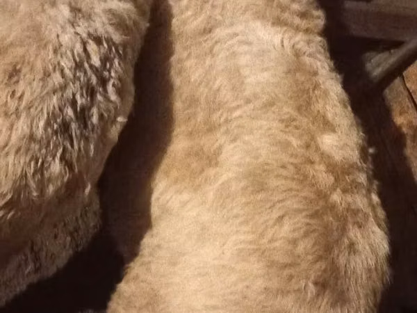 Ram, Sheep — Kazakhstan
