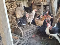 Chickens — 照片 3