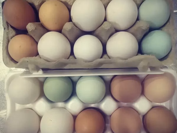 Chickens — Armenia