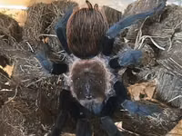 Məhsul: Seçmə tarantula balaları (sling) Növlər: - Brachypelma vagans — 照片 1