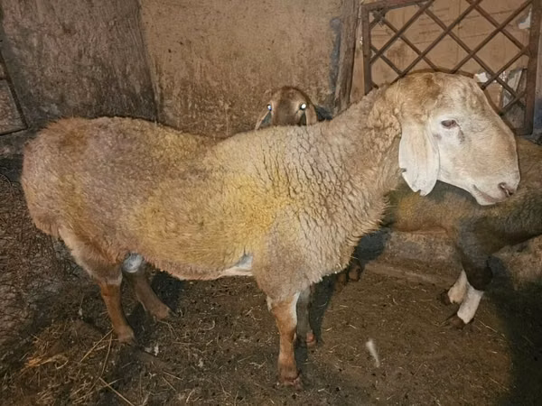 قوچ, Rhon sheep — قرقیزستان