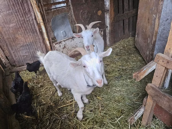 Goat, Saanen goat
