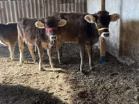 गाय, Swiss cattle — फ़ोटो 7