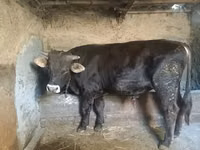 Bull, Swiss cattle — photo 2