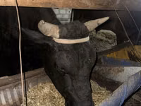 Bou, Bovine — foto 5