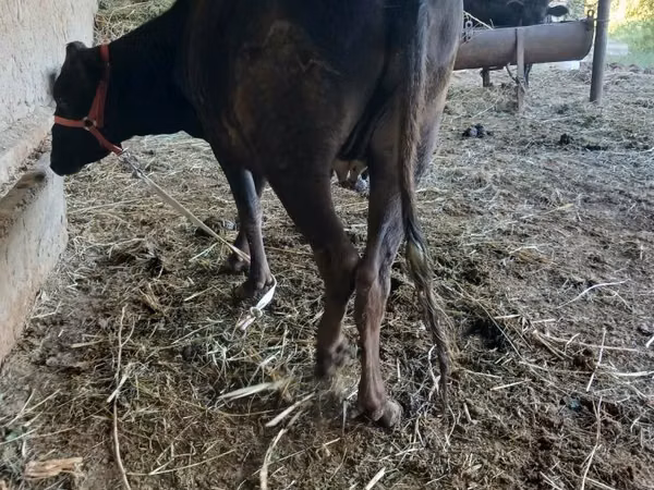 Bull, Cattle — Uzbekistan