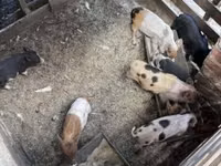 Babi (lot, jantina tidak dinyatakan), Pigs — foto 3