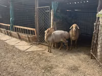 암양, Arashan sheep — 사진 8