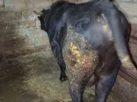 Bull, Cattle — photo 1