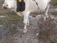 Bò đực, Russian Black pied cattle — ảnh 2