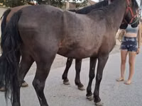 Horse (M), Horses — photo 2
