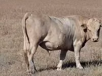 雄牛, Swiss cattle — 写真 1