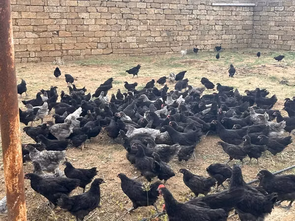 Chickens — Azerbaijan